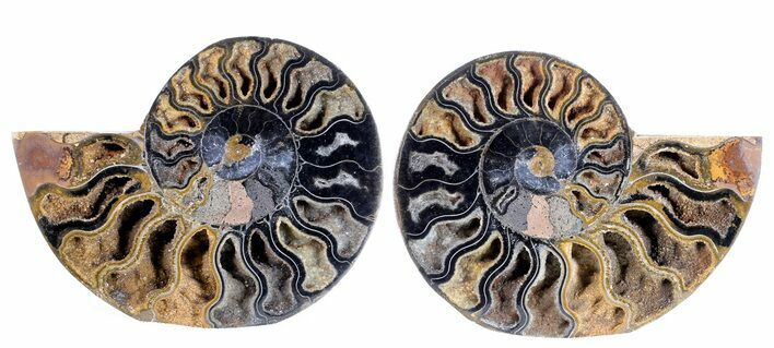 Split Black/Orange Ammonite Pair - Unusual Coloration #55607